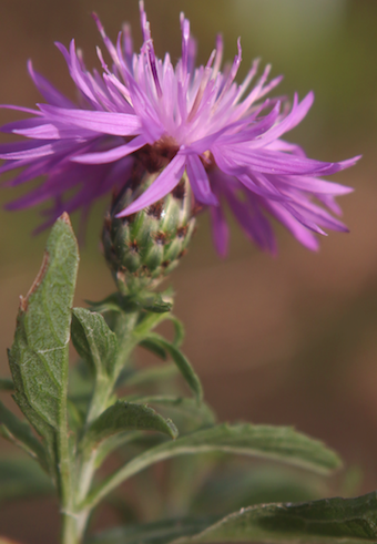 Centaurea nigrescens